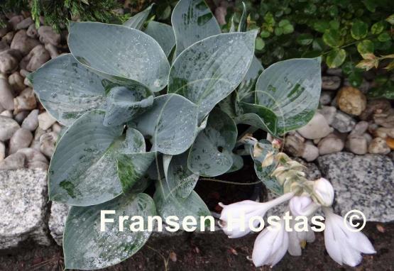 Hosta Kiwi Blue Baby